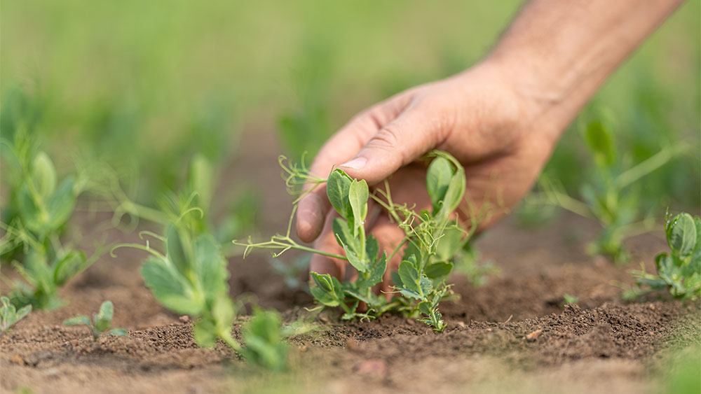 Hand touching emerging peas in a field
