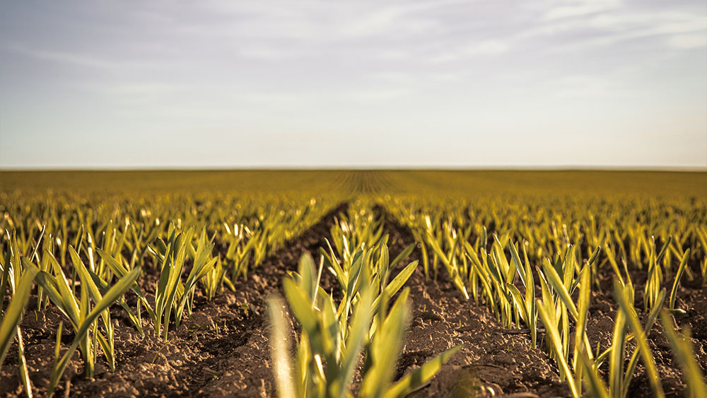 Emergence in a field