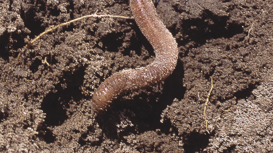 Worm in soil