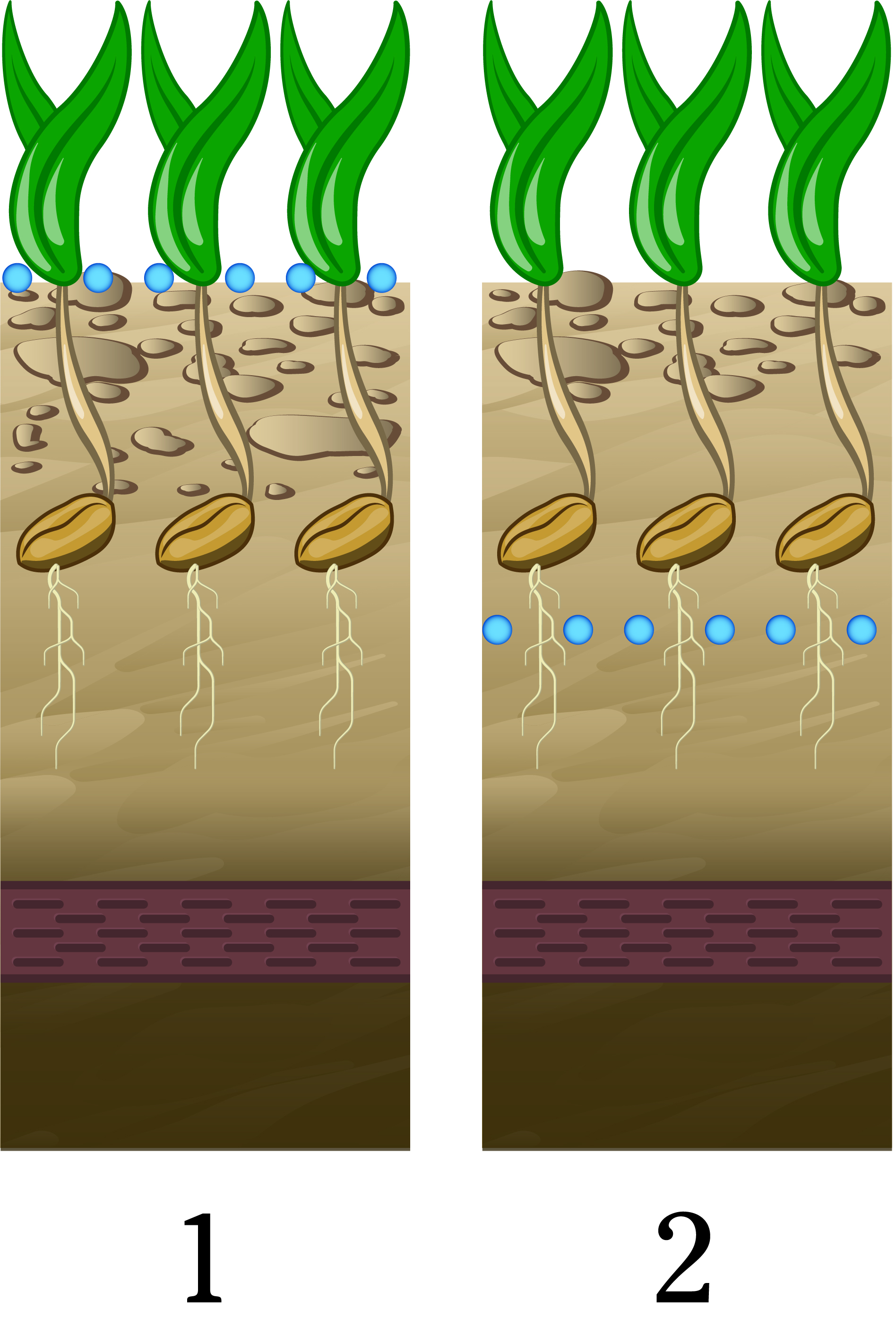 Different techniques for crop establishment