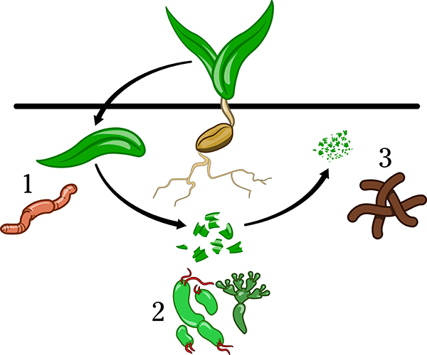 The decomposition process