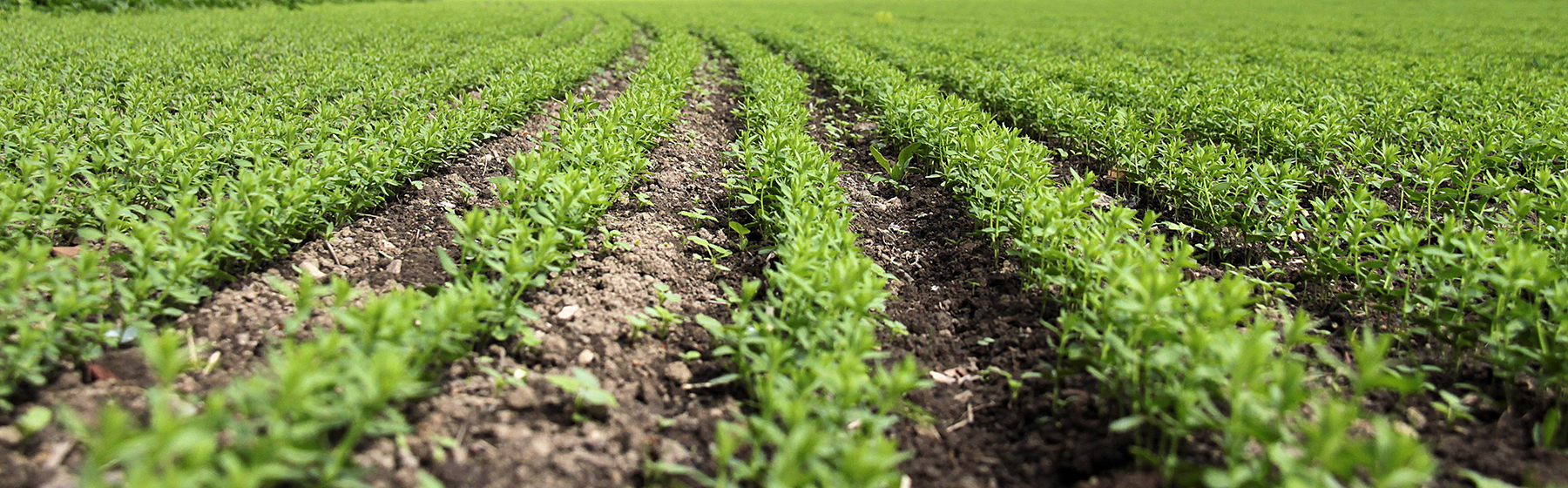 Know How - effective farming methods