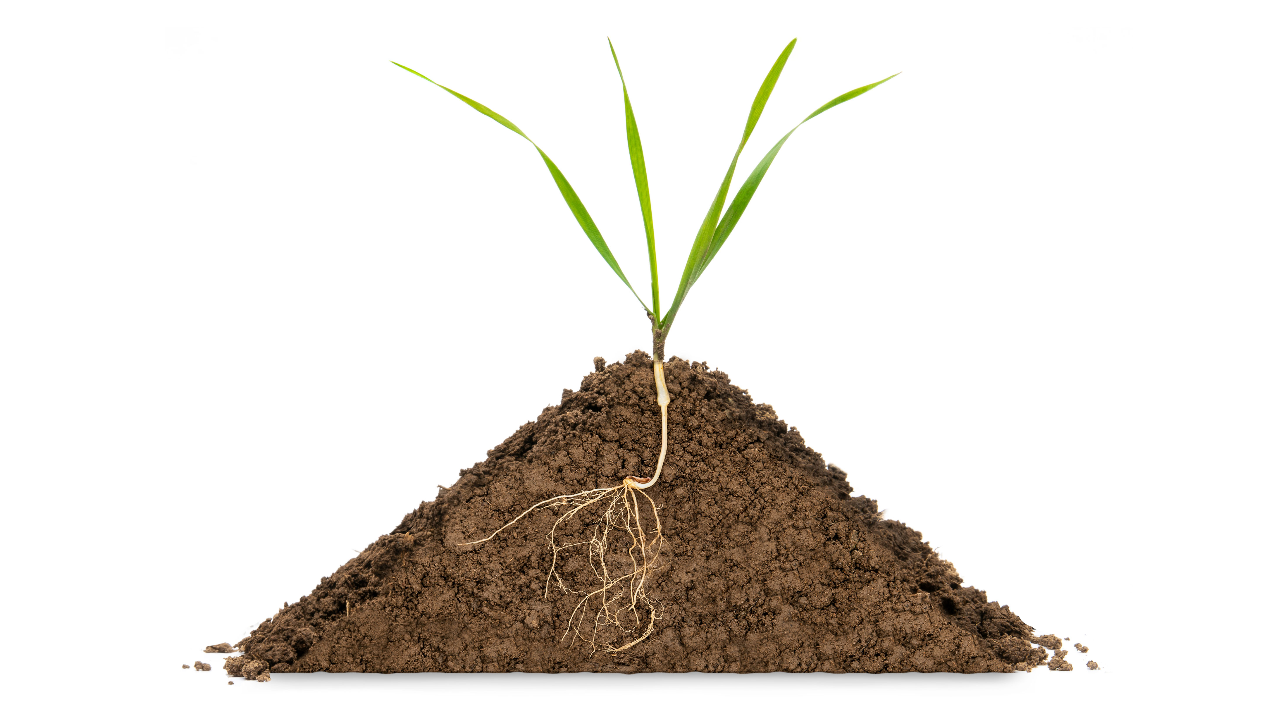 Plant growth