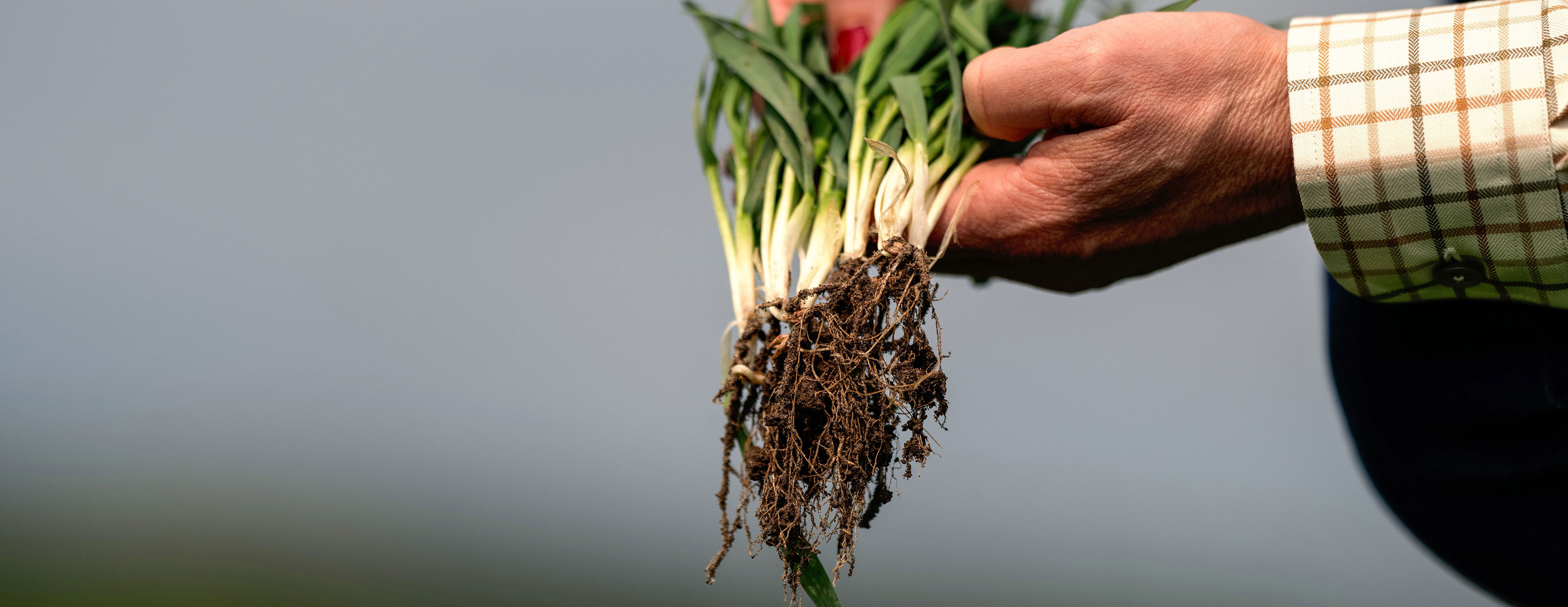 Hands holding a green plant with roots.