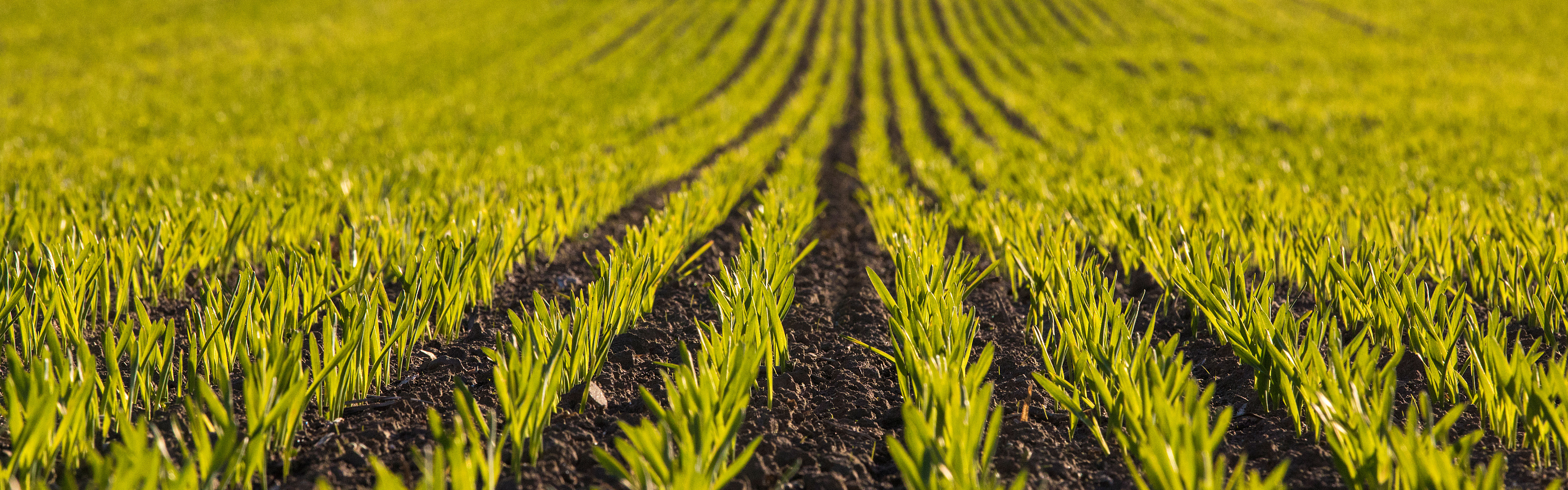 A green field.