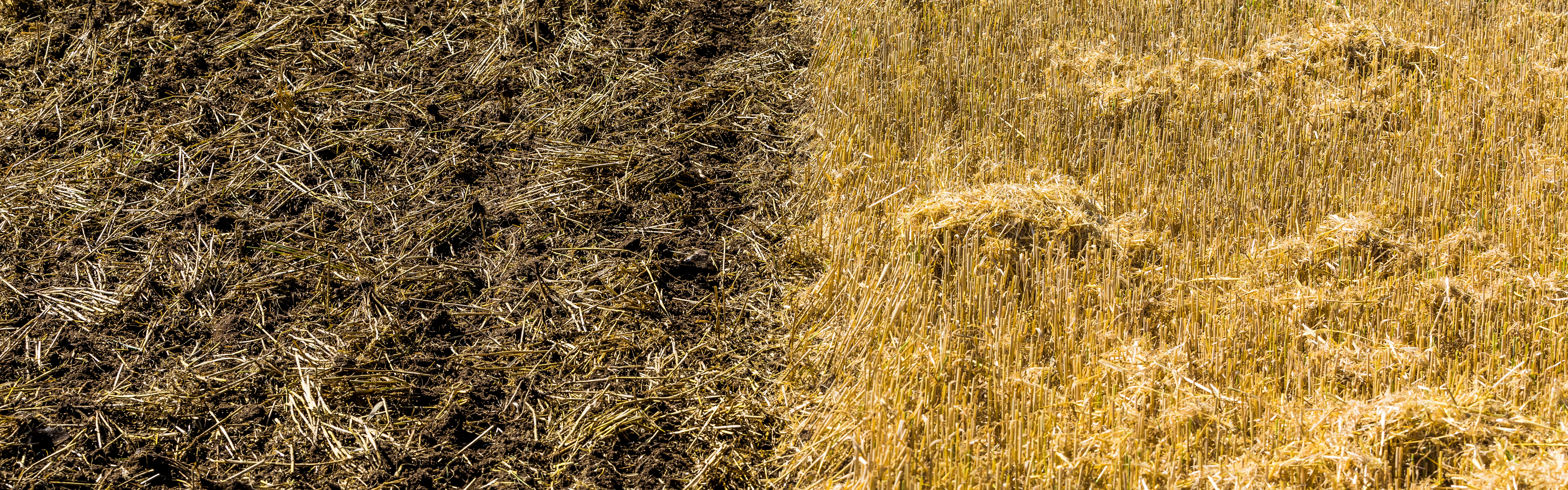 Cultivated field.