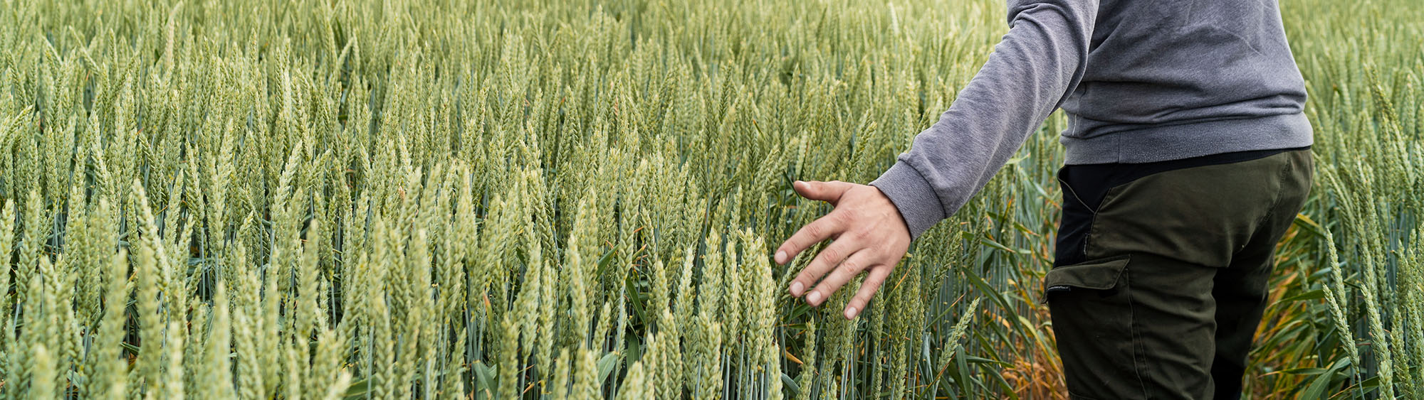 Hand touching green wheat in a field