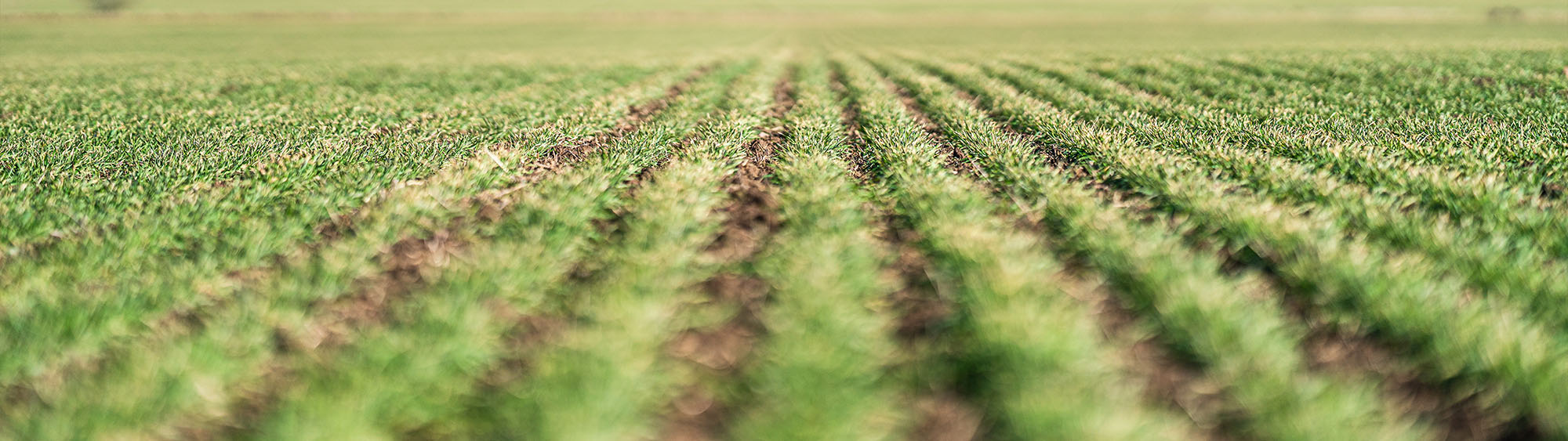 Emergence in a field