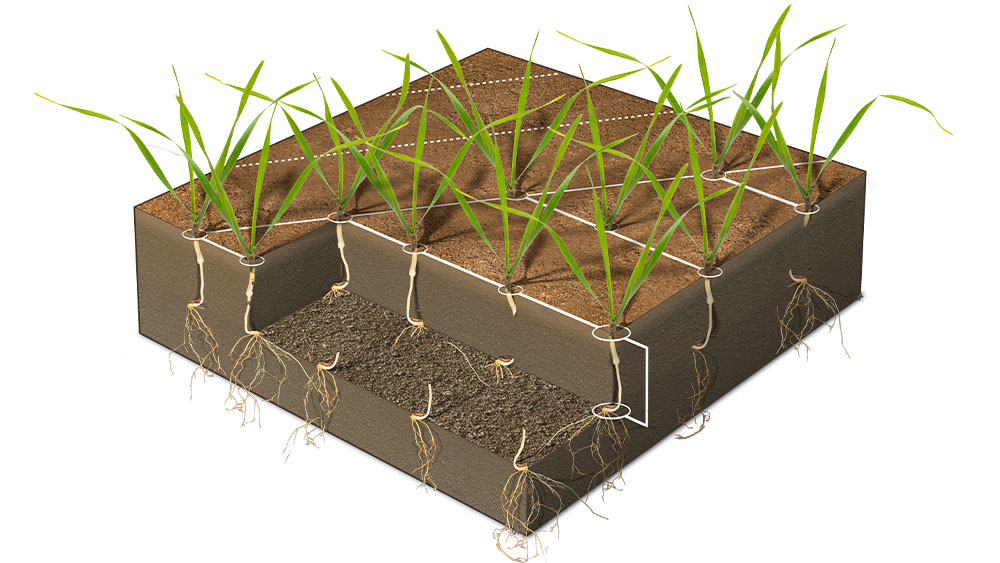 A cross-sectional rendering of a field to demonstrate Proceeds' precision in seed placement.