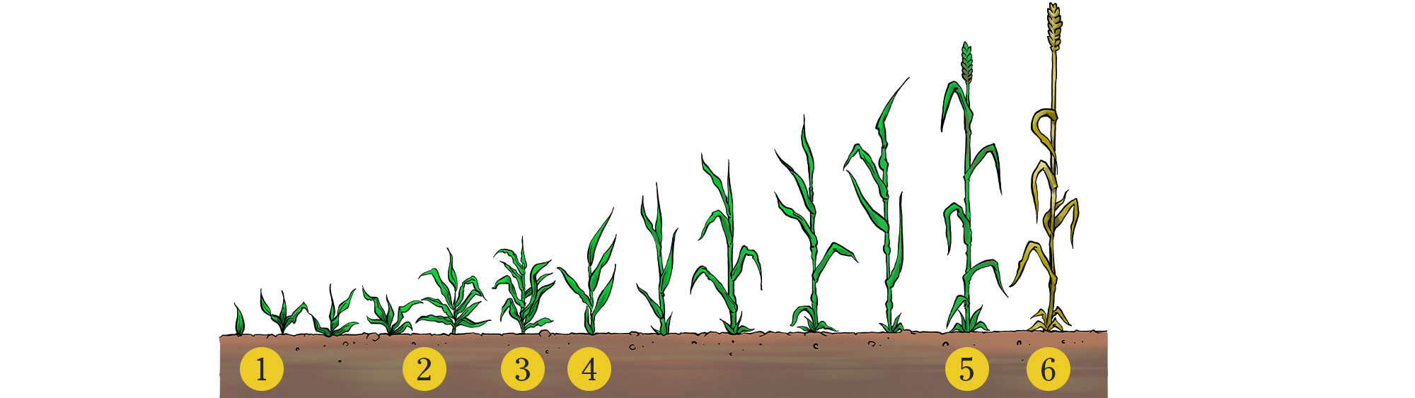 A rendering showing the different stages of crop development.