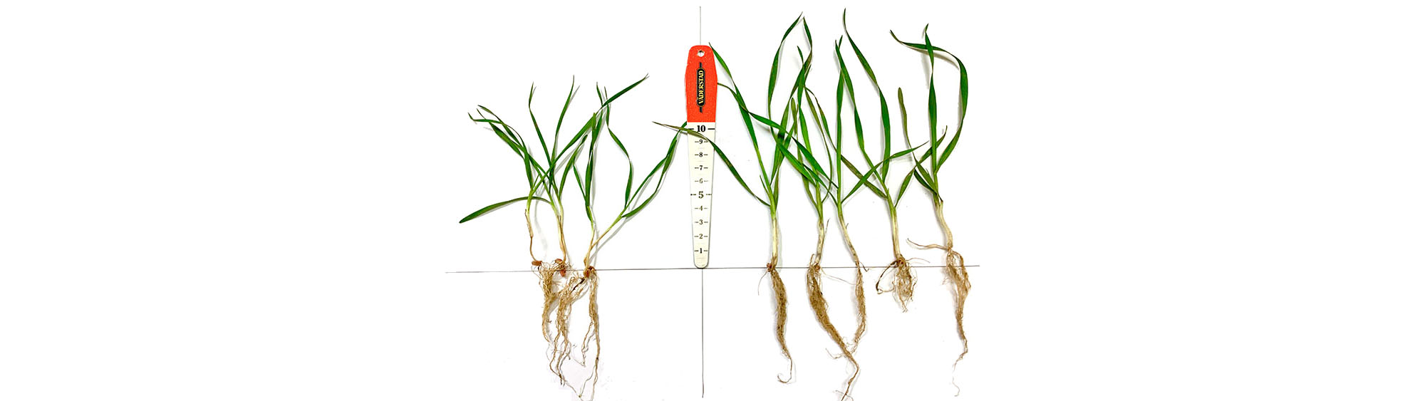 Winter wheat planted by Proceed has increased biomass and shoots per plant compared to a modern seed drill