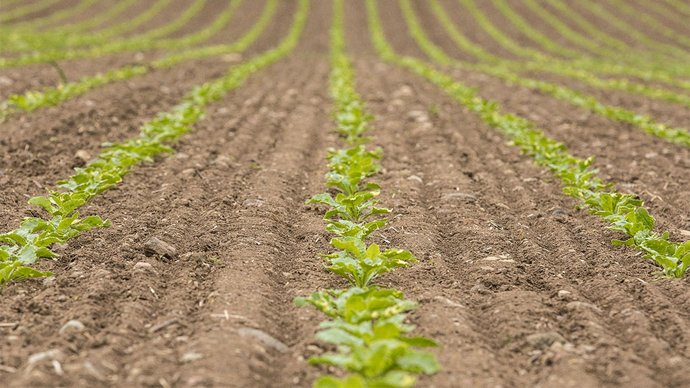 Emerging suger beets