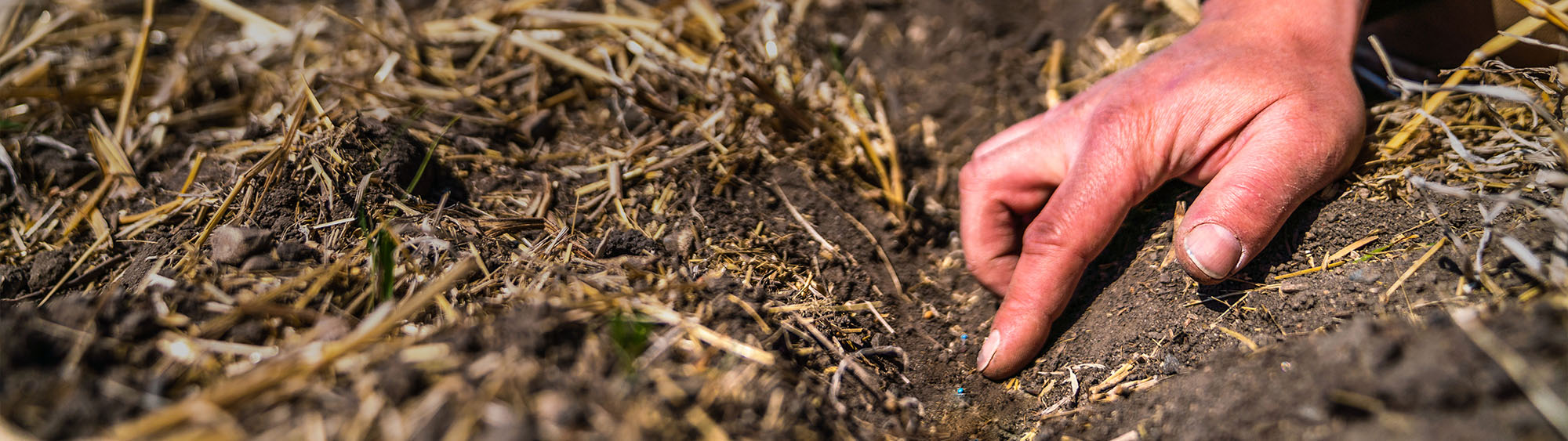 Hand pointing out the evenly distributed fertiliser in the soil, with residue well incorporated into the soil."