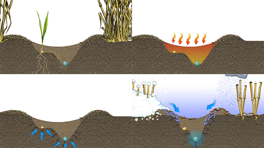 A collage of illustrations showing how Seed Hawk's double-knife system creates the perfect environment for the seed.
