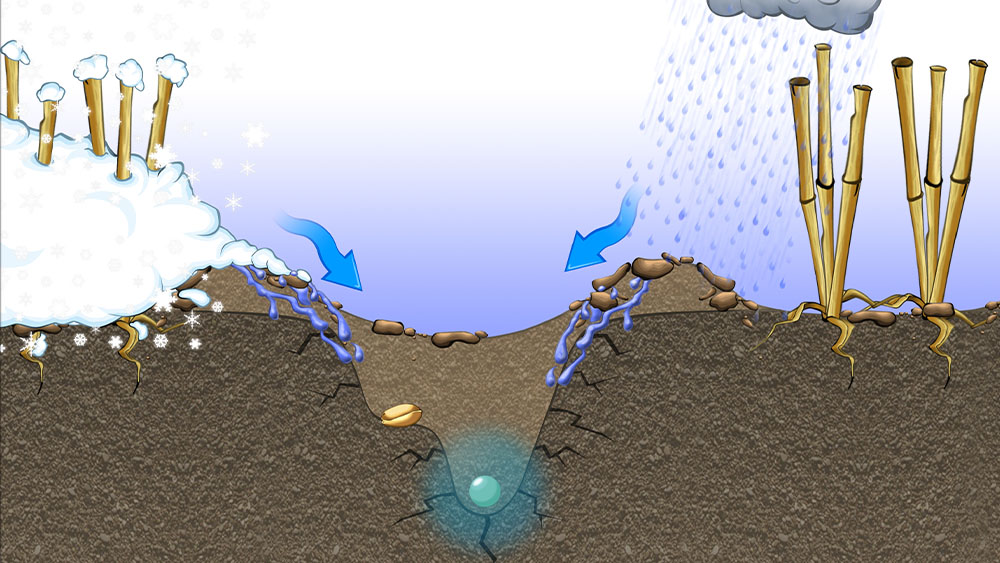 Illustration of how the Seed Hawk's double-knife system ensures excellent moisture retention.