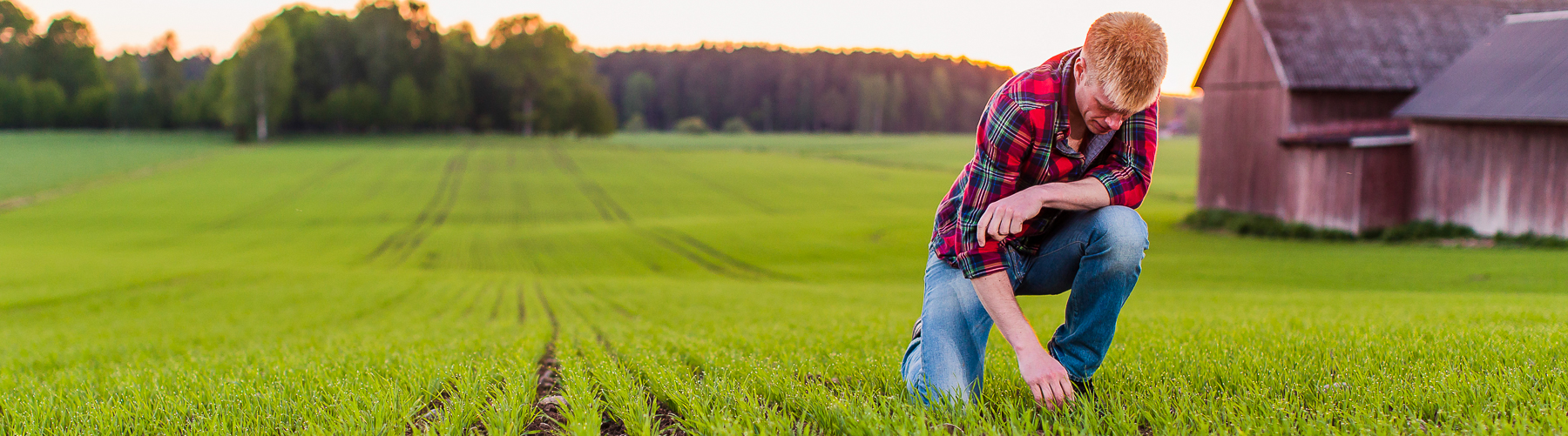 Man in field