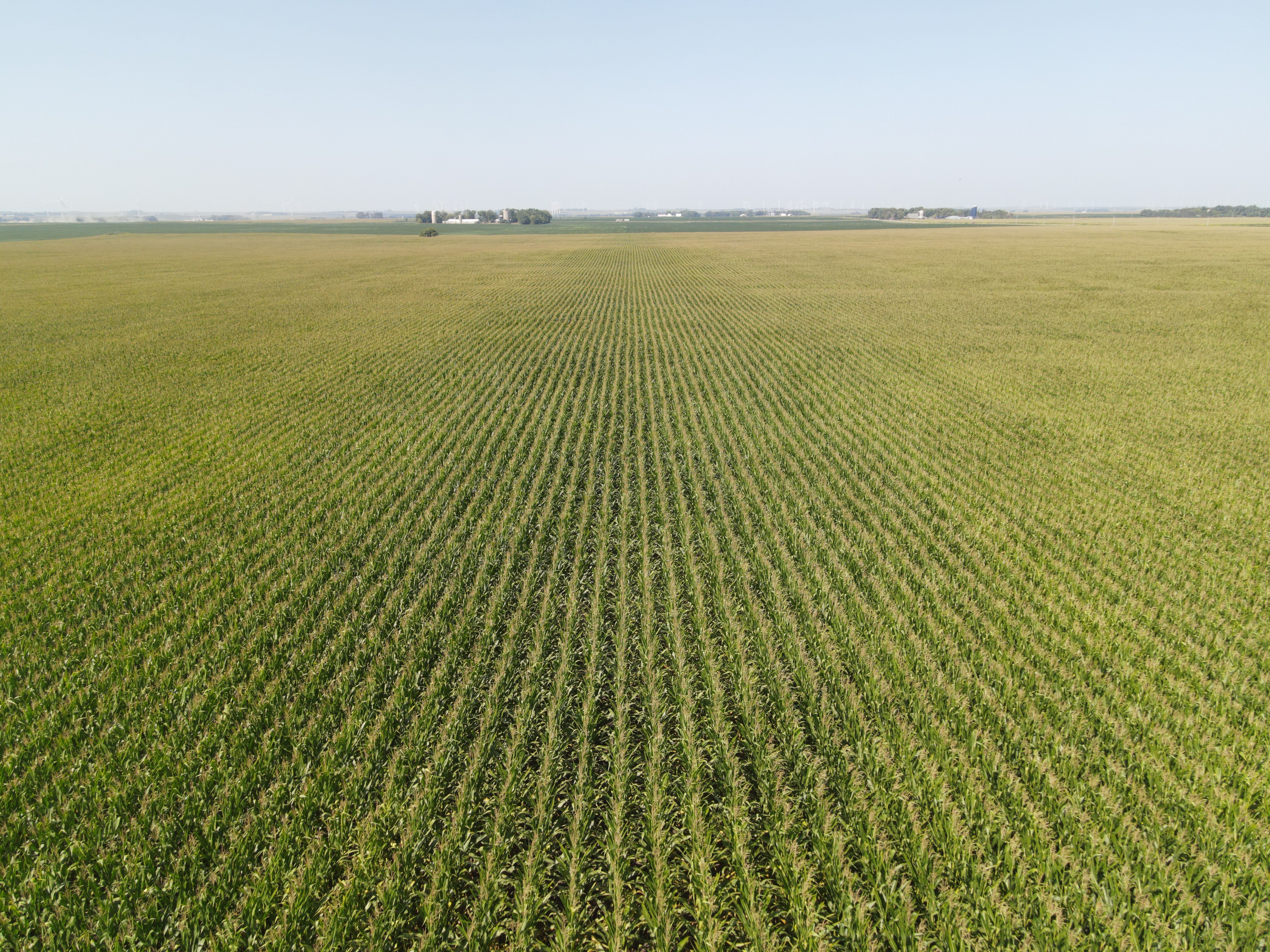 Field image from above showing the crop close to the harvesting stage