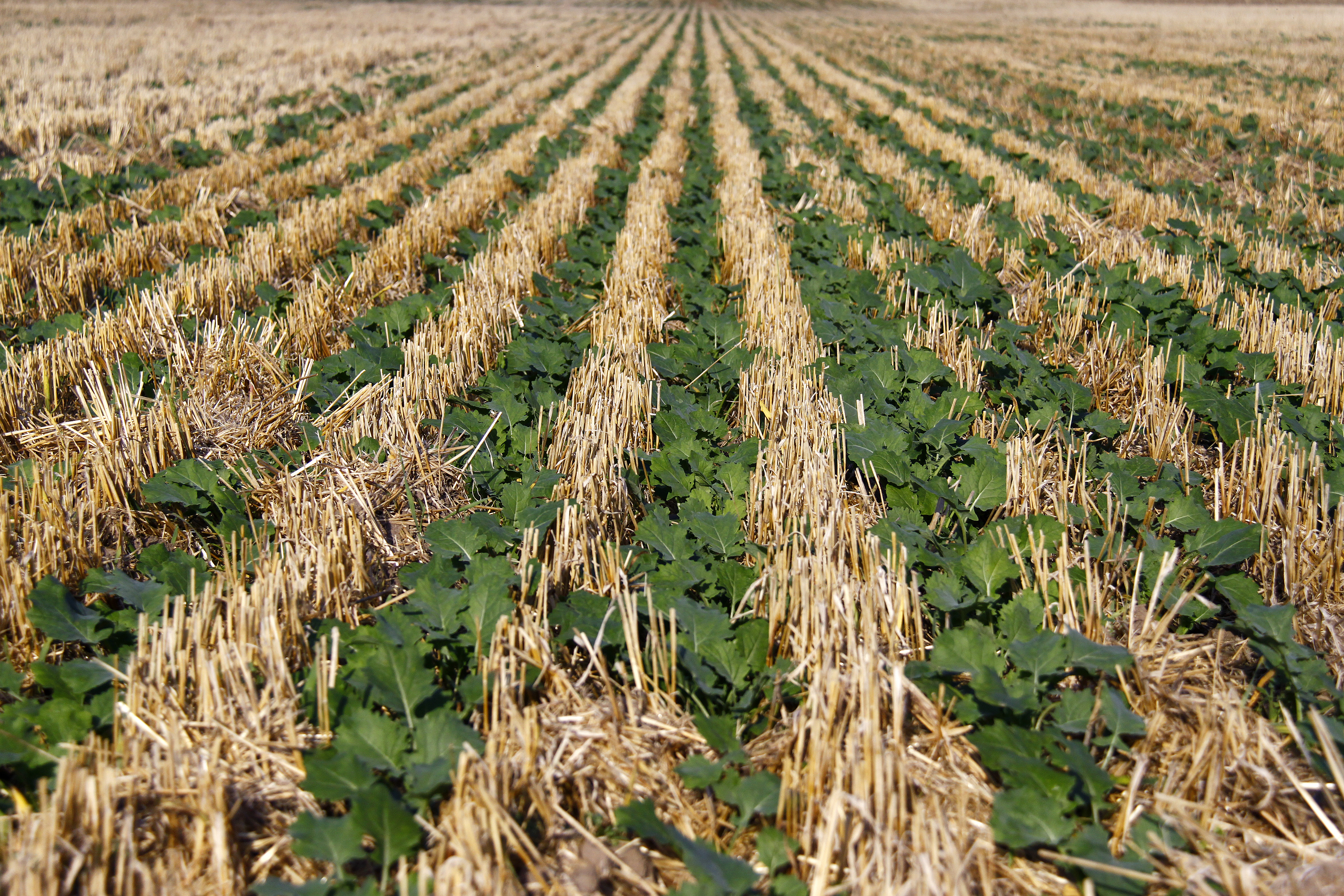 Photo of a field that was recently planted and it is emerging. Between the lines there is the stubble